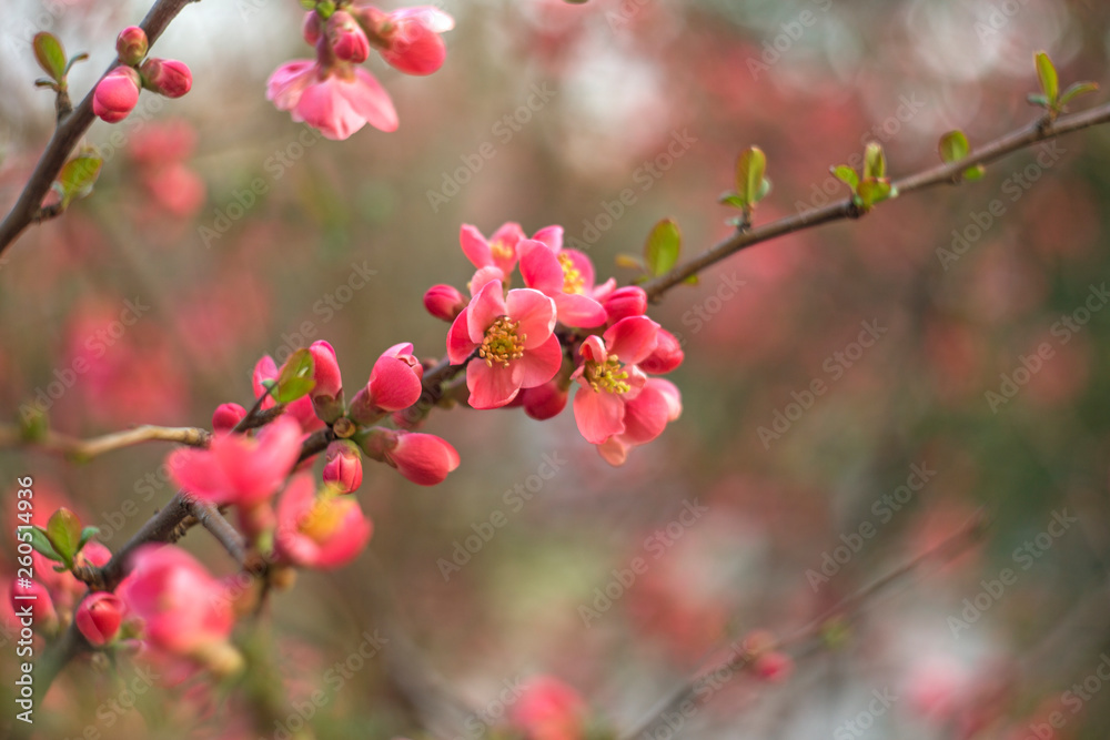 Flowers of Japanese quince (Chaenomeles japonica) with a wonderful bokeh on the background Flowers of Japanese quince (Chaenomeles japonica) with a wonderful bokeh on the background