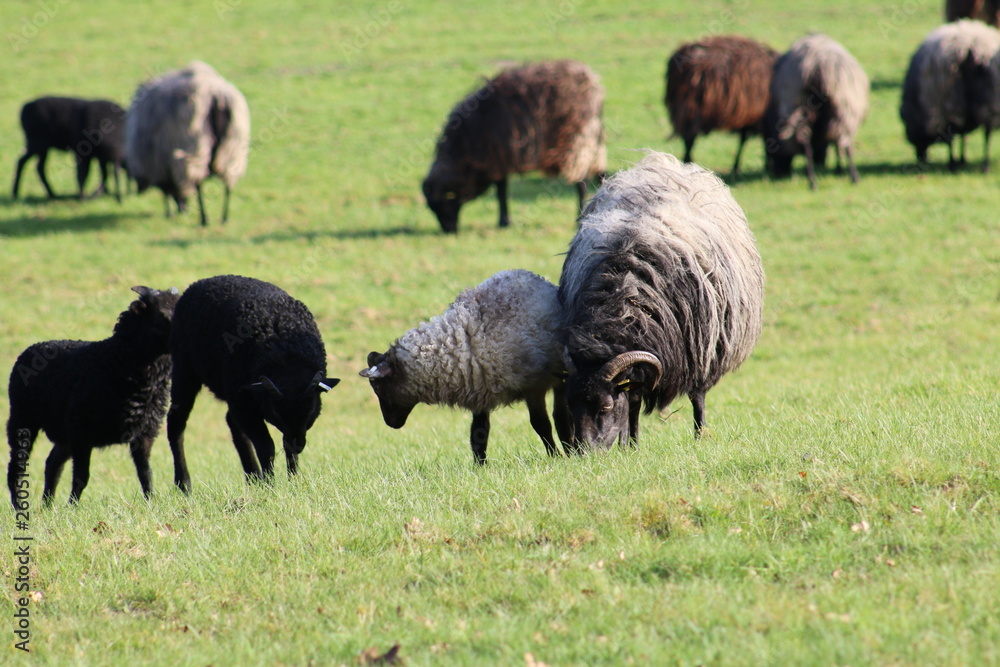 Fototapeta premium Große Heidschnuckenherde in der Lüneburger Heide