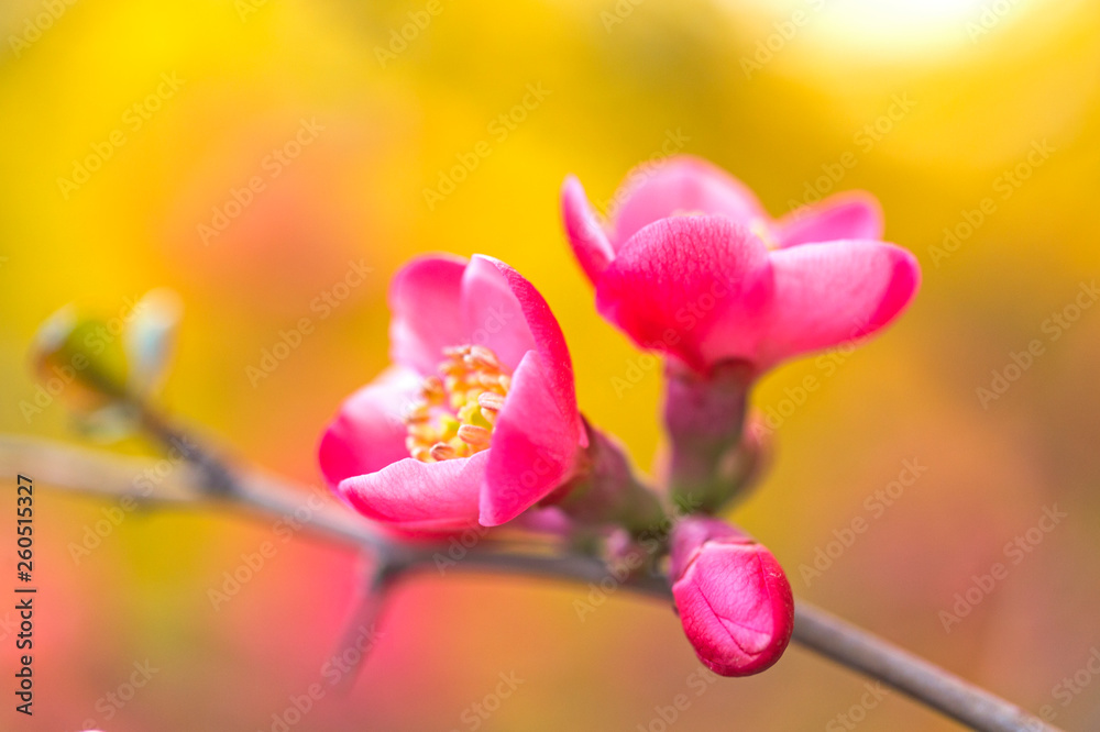 Flowers of Japanese quince (Chaenomeles japonica) with a wonderful bokeh on the background Flowers of Japanese quince (Chaenomeles japonica) with a wonderful bokeh on the background