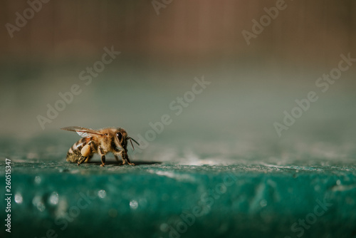 Biene auf einer gr  nen Beute im Sommer mit Bl  ten Fl  geligen