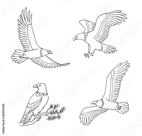 Set of bald eagles in outlines - vector illustration