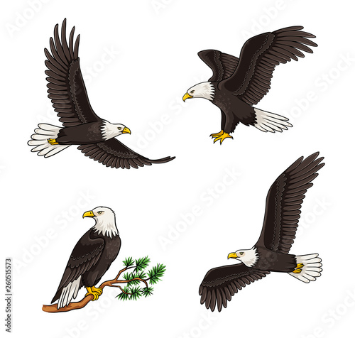 Valokuva Set of bald eagles - vector illustration
