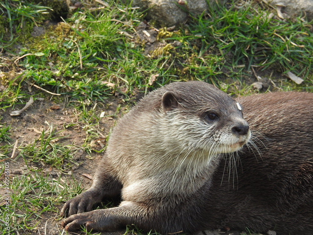 Otter collection Otter collection