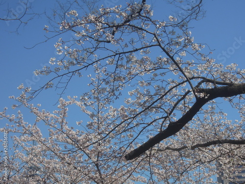 綺麗な桜