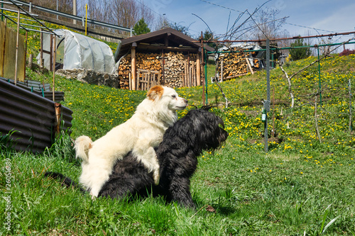 Canvas Print Male dog mounts another male dog to demonstrate dominance