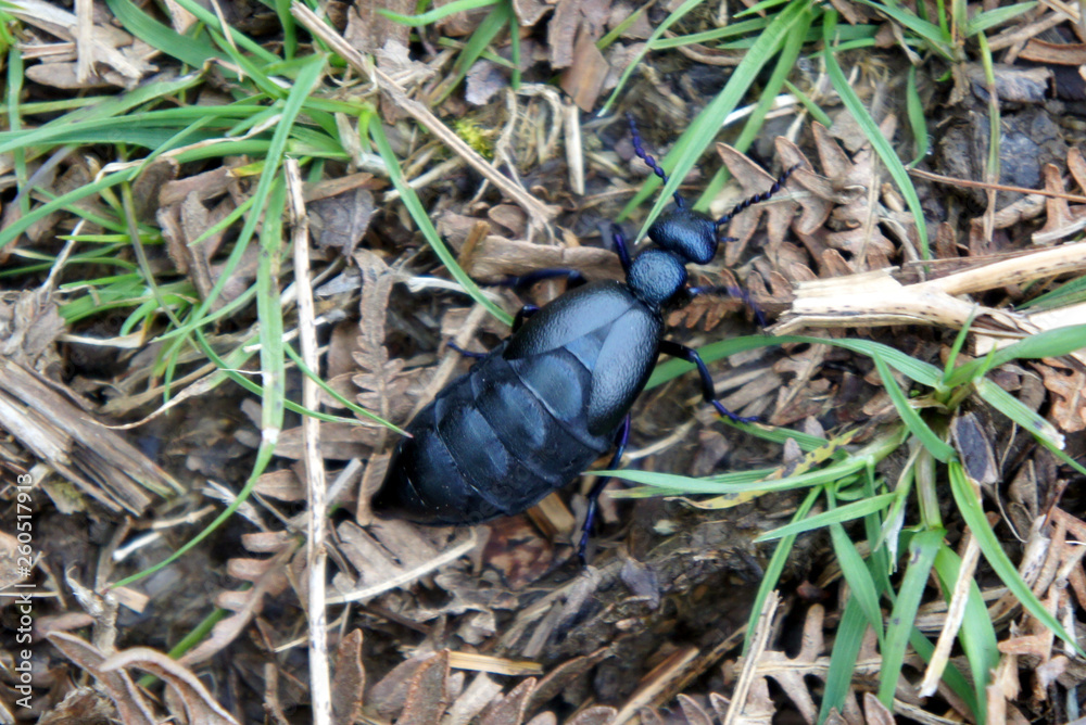 Beetle of the genus Meloe, or Oil Beetle. Beetle of the genus Meloe, or Oil Beetle.