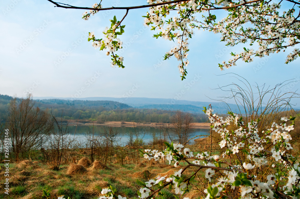 Obraz premium Blooming trees on a mountain lake in the open air against the background of the forest and mountains
