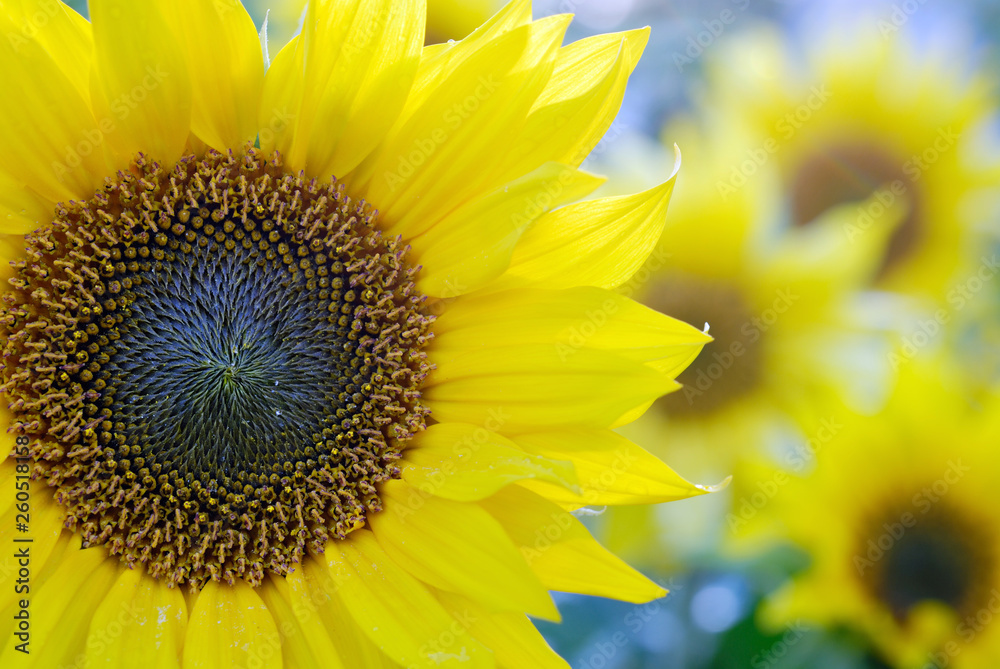 Obraz premium Sunflowers in the meadow