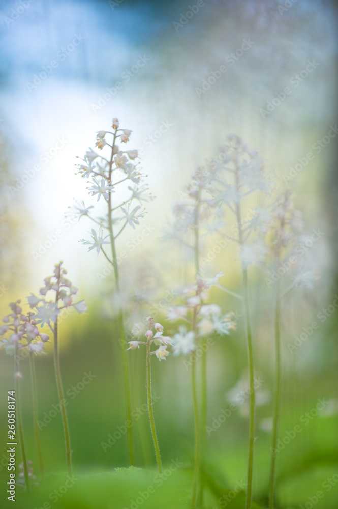 Heartleaved Foamflowers (Tiarella cordifolia). Selective focus and very shallow depth of field.