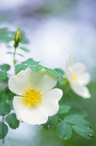 Burnet rose  Rosa pimpinellifolia . Selective focus and shallow depth of field.