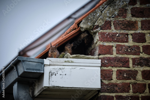 Squirrels on the roof