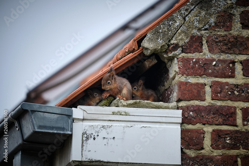 Squirrels on the roof