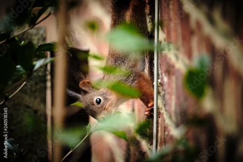 Squirrel on the wall © Fabrique Imagique