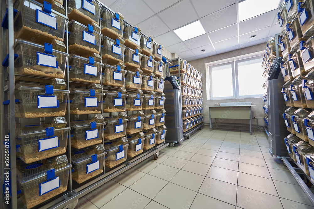 Experimental laboratory mice are raised in the IVC, Individually