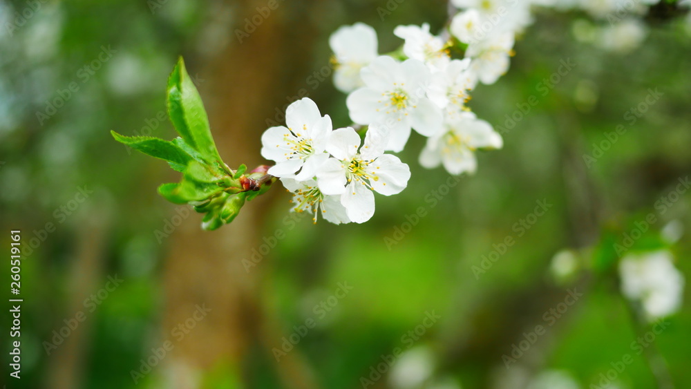 apple flowers apple flowers