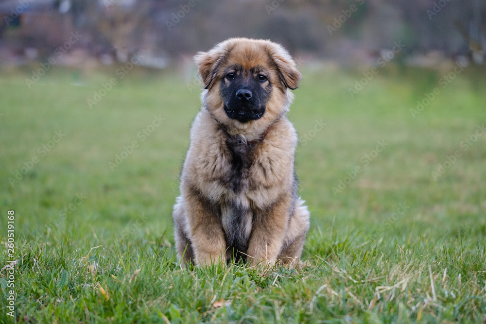 Karst Shepherd puppy sitting