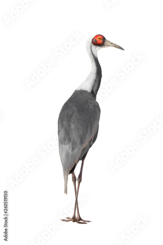 White crane isolated on white