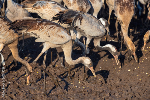 Common crane in Birds Natural Habitats, Hula Valley in Israel, a resting place for 500 million birds. Bird watching of Flocks of migrating birds photo