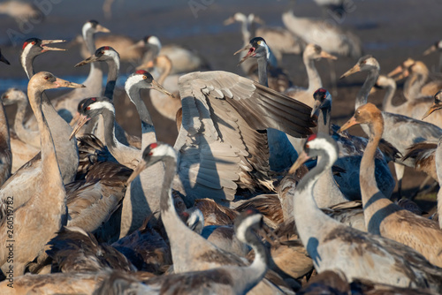 Common crane in Birds Natural Habitats. Bird watching in Hula Valley. Flocks of migrating birds in Nature Reserve photo