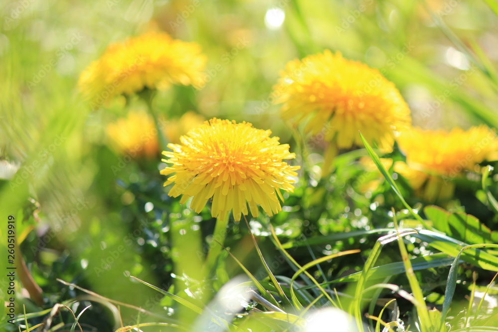 道端のかわいいタンポポ Stock 写真 Adobe Stock