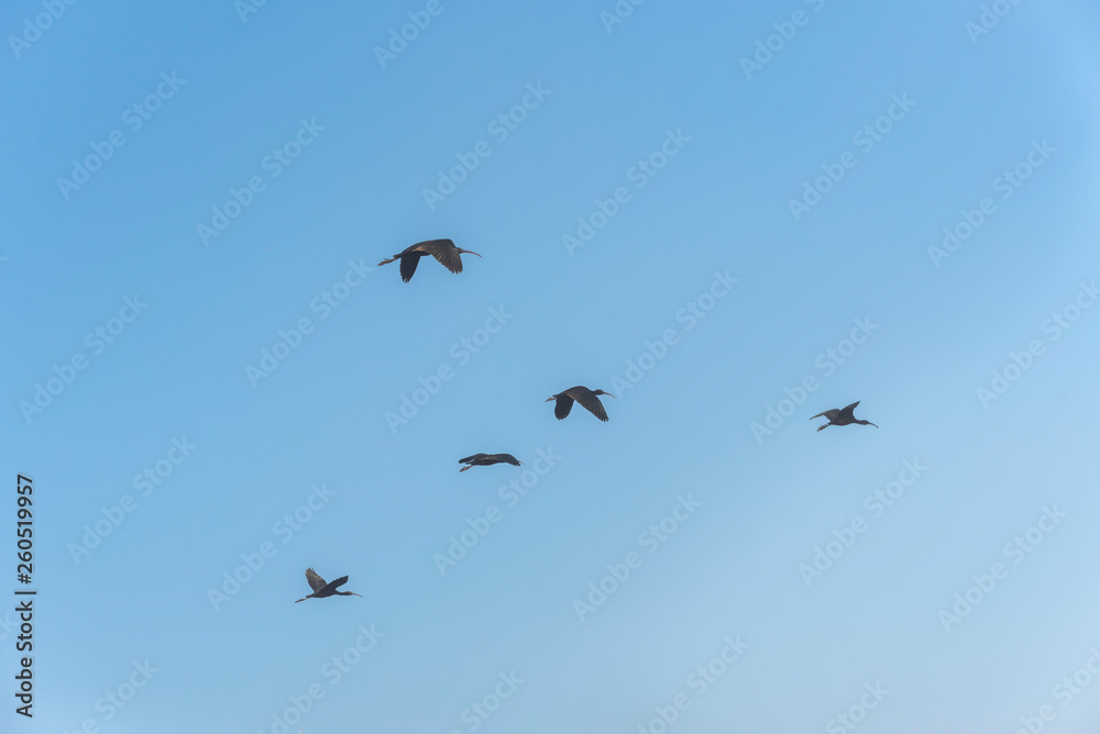 Glossy Ibis, Plegadis falcinellus group in the sky. Birds Natural Habitats. Bird watching in Hula Valley in northern Israel, resting place for millions birds