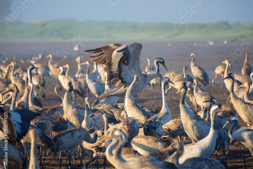 Common crane in Birds Natural Habitats. Flocks of migrating birds in Nature Reserve. Birds travelling from Europe to Africa and Asia photo