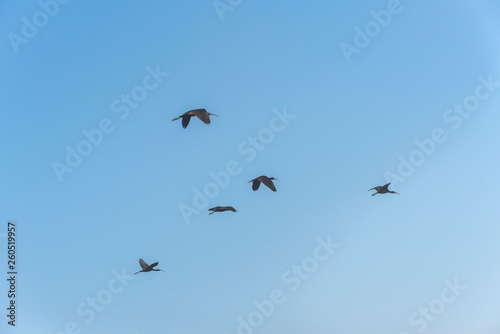 Glossy Ibis, Plegadis falcinellus group in the sky. Birds Natural Habitats. Bird watching in Hula Valley in northern Israel, resting place for millions birds