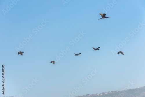 Glossy Ibis, Plegadis falcinellus group in the blue sky. Bird watching in Hula Valley in northern Israel photo