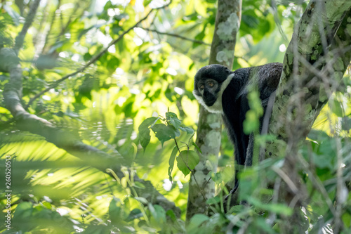 Portrait monkey in Uganda