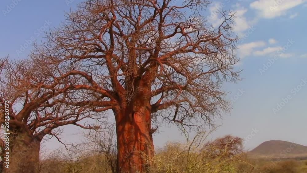 Two large baobabs in a hot savannah in Africa in Kenya Two large baobabs in a hot savannah in Africa in Kenya
