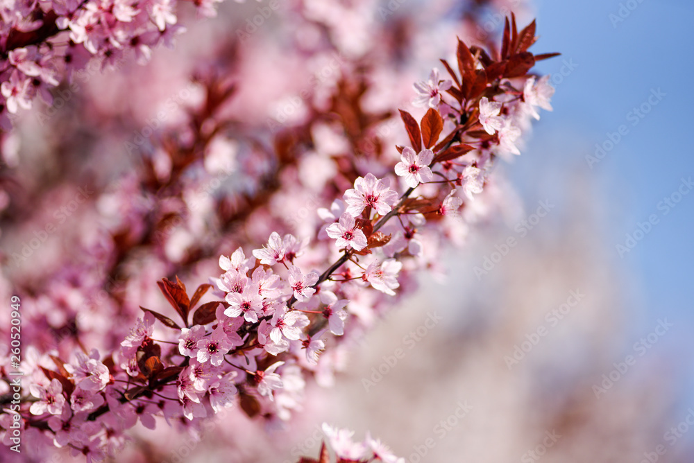 Japanese cherry blossoming in spring in Szczecin. Japanese cherry blossoming in spring in Szczecin.