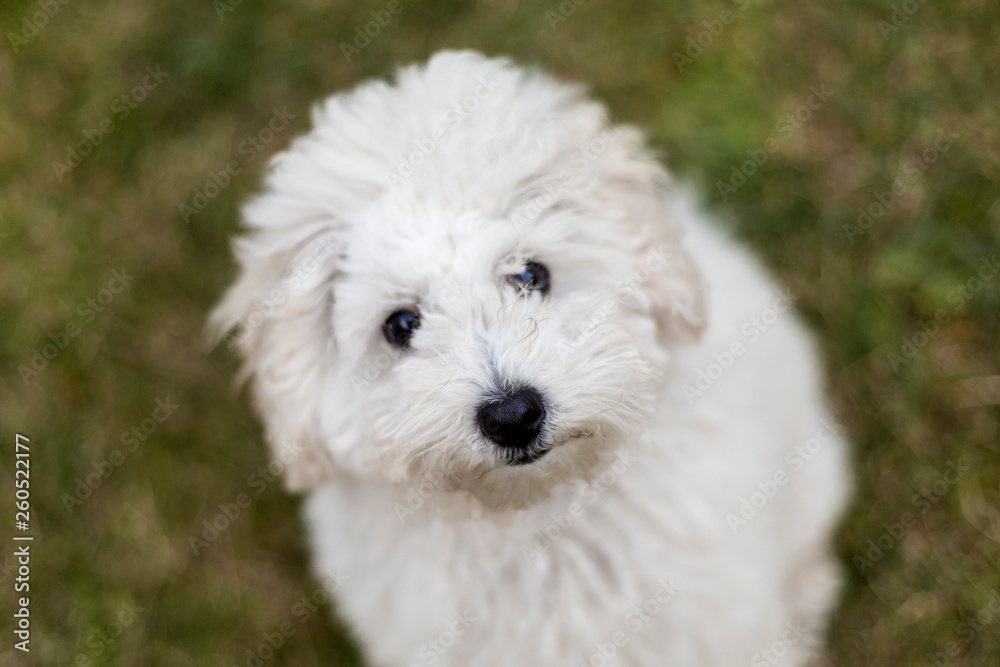 Portrait of a white Poodle puppy Portrait of a white Poodle puppy