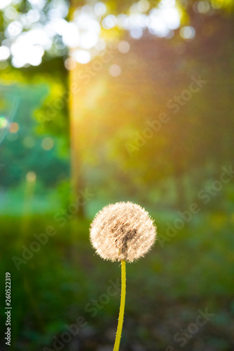 Fototapeta Naklejka Na Ścianę i Meble -  Beautiful dry dandelion in the forest at sunset, blurred background with sun highlights