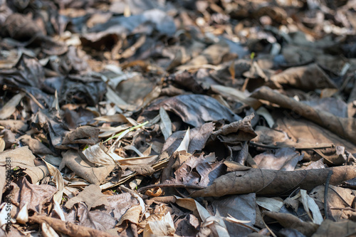 pile of dried leaves