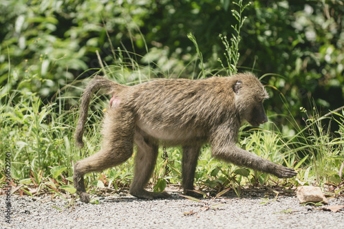 Portrait Baboon in Manyara