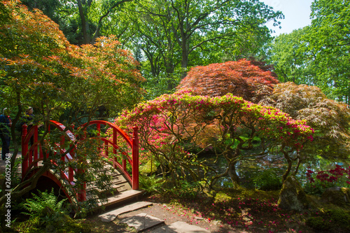 Bild auf Leinwand Azalea blossom in Japanese garden. Hague. Holland