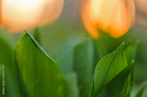 Saturated green leaves on the backdrop of the backyard sun. saturated green leaves on the back of a red evening sun. abstract natural backgrounds with green foliage and beauty bokeh.