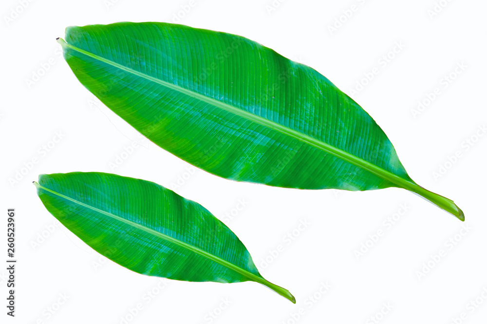 Fototapeta premium 2 light green banana leaves isolated on a white background