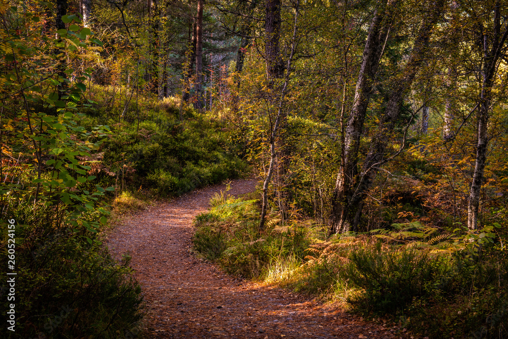 Pathway in autumnal woodlands