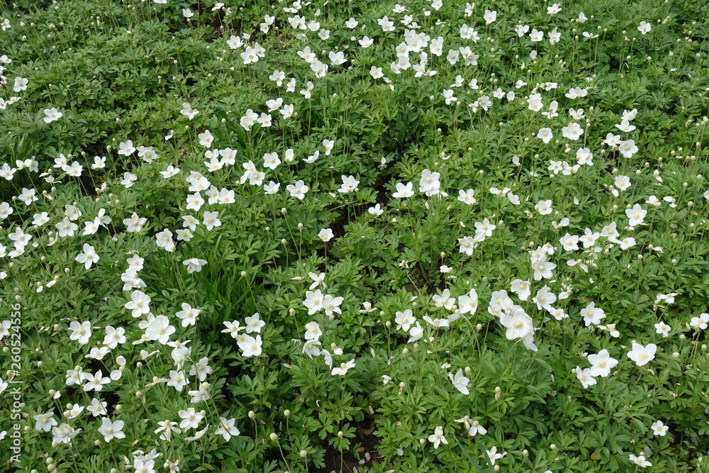 Lots of white flowers of snowdrop anemones