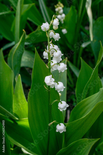 lily of the valley, spring