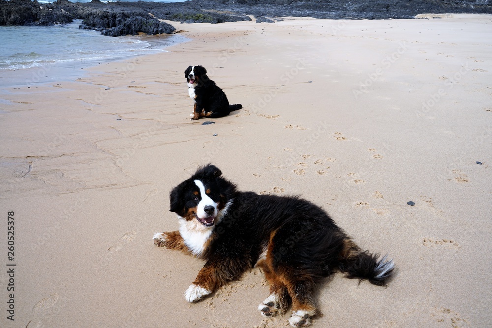 Two Bernese Mountain Dogs on the sandy beach, Alentejo, Portugal