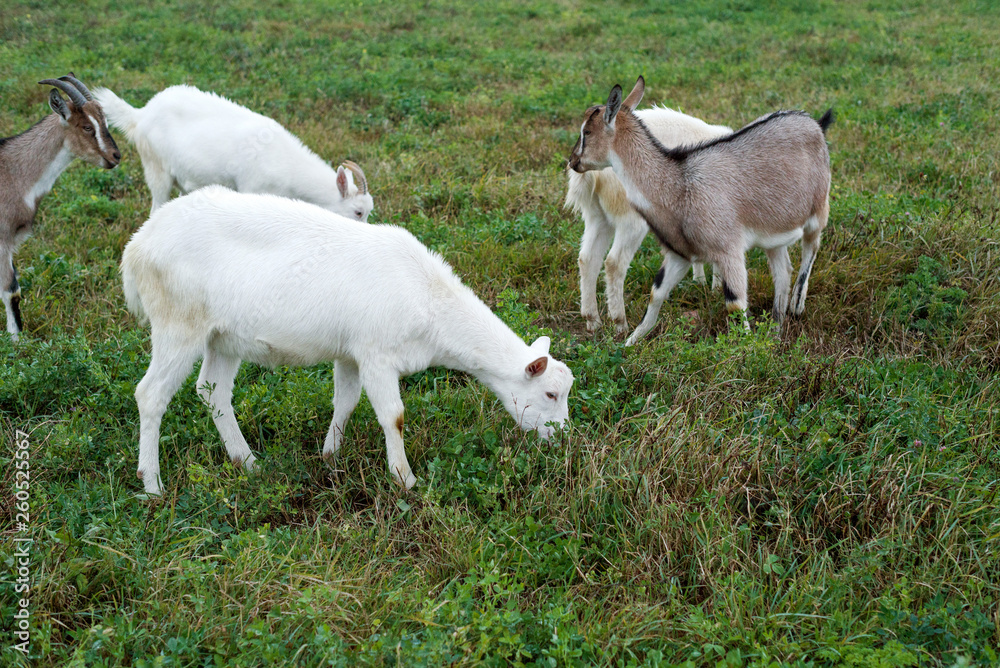 Herd of goats is grazed on a green meadow in the evening. Pasture of a livestock.