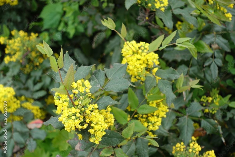 Branch of Oregon grape with yellow flowers in spring Branch of Oregon grape with yellow flowers in spring