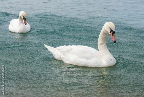 pair of white swans swims in the sea
