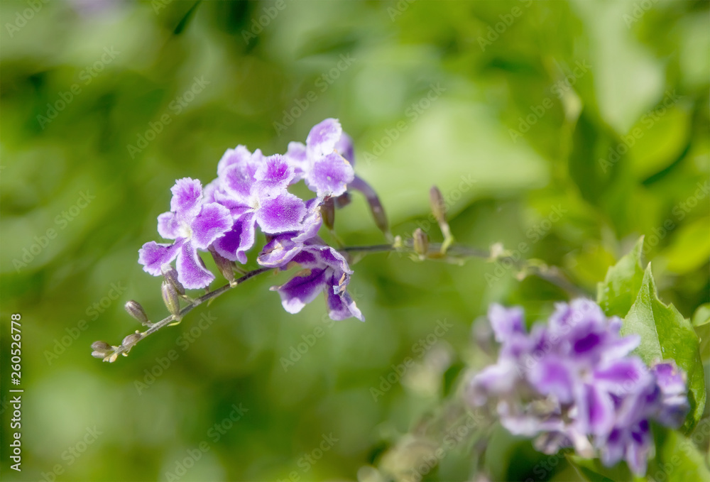 Close-up duranta flower in the garden. Montenegro