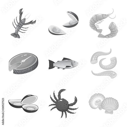 Fototapeta Naklejka Na Ścianę i Meble -  Vector illustration of seafood and healthy icon. Collection of seafood and ocean vector icon for stock.