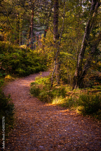 Pathway in the woods of Glen Affric
