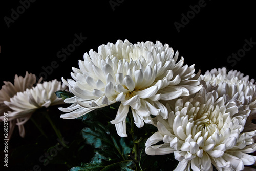 White chrysanthemums are spherical in shape with a green core on a blurred background. Russia, Moscow, holiday, gift, mood, nature, flower, plant, bouquet, macro. In low key