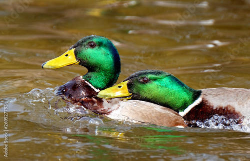 Male mallard ducks fighting in breeding season.